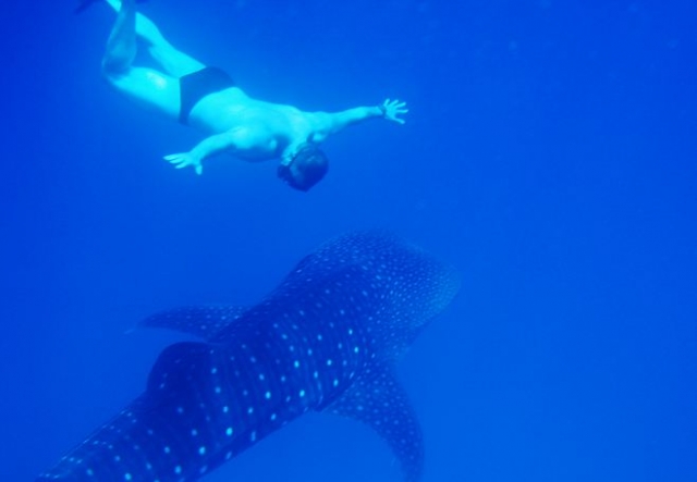 snorkeling con el tiburon ballena